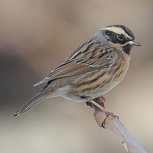 Black-throated Accentor